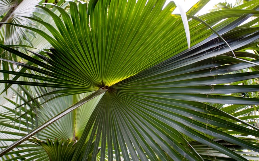 Sabal - Saw Palmetto